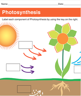 Photosynthesis Printable