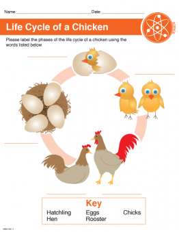 Chicken Life Cycle Printable