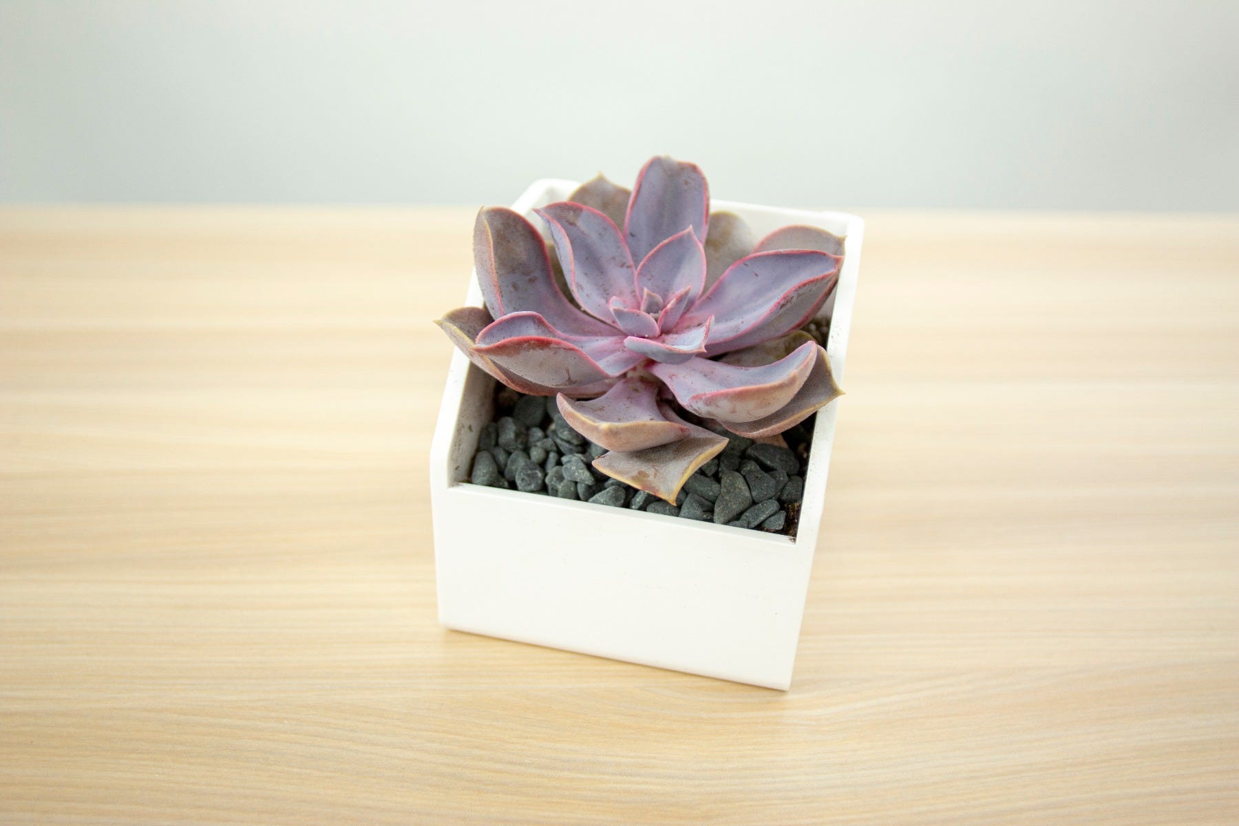 konnect succulent