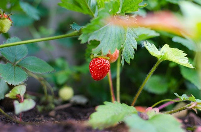 strawberry