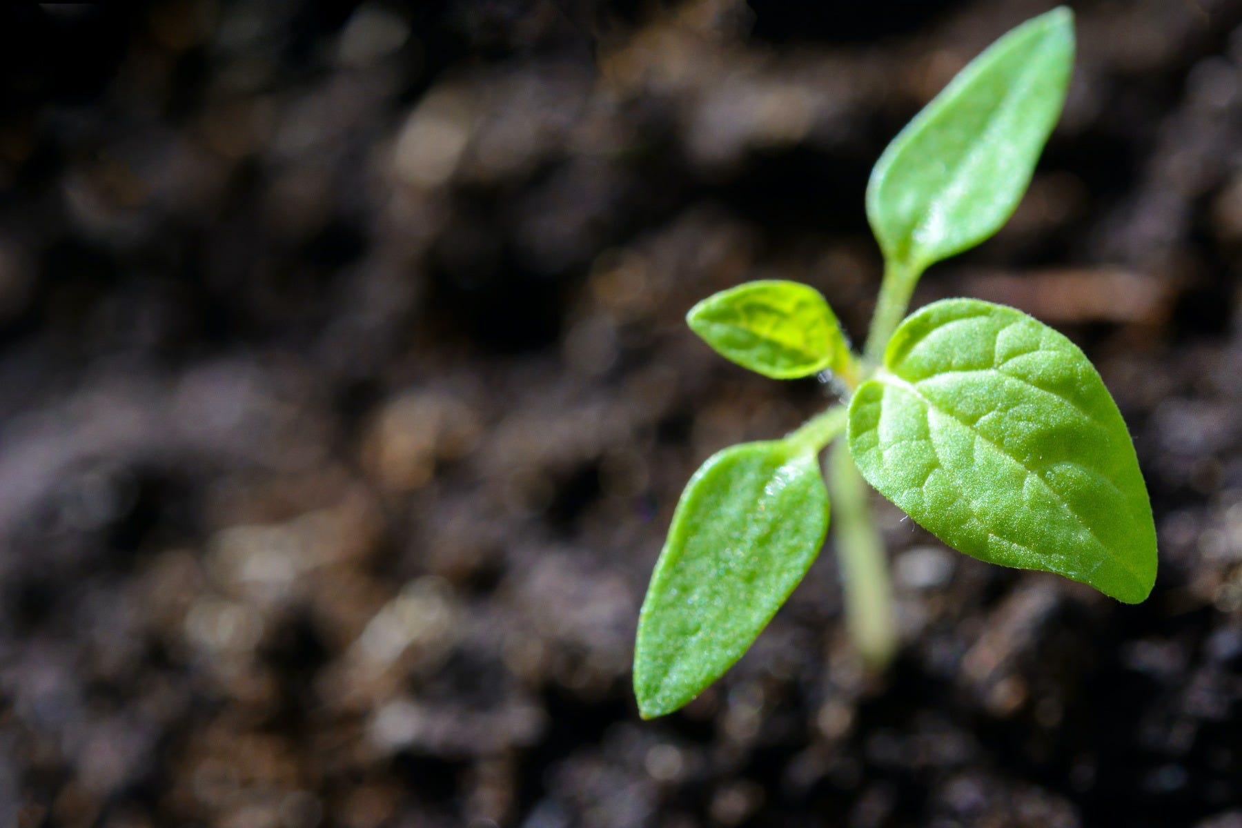 growing plants